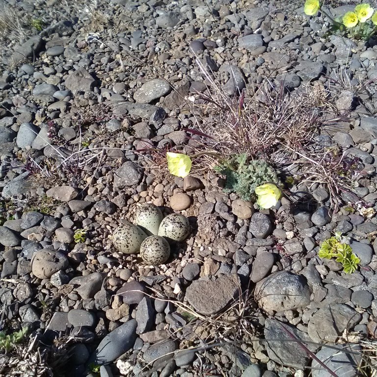 Melasól og sandlóuhreiður