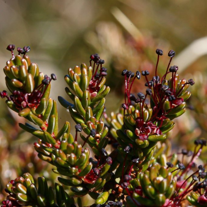 Krækilyng. Mynd Björn Hjaltason