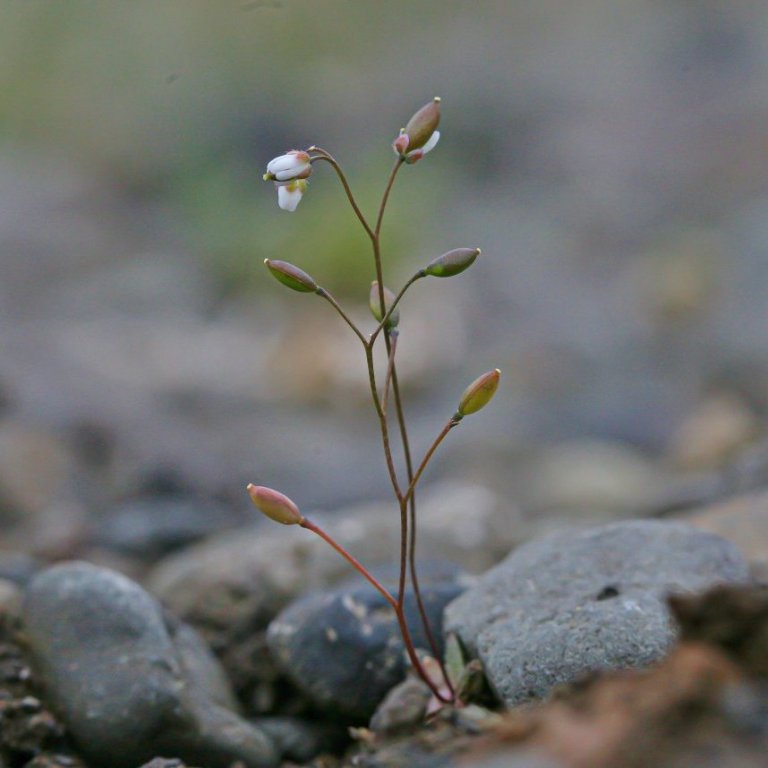 Vorperla. Mynd Björn Hjaltason