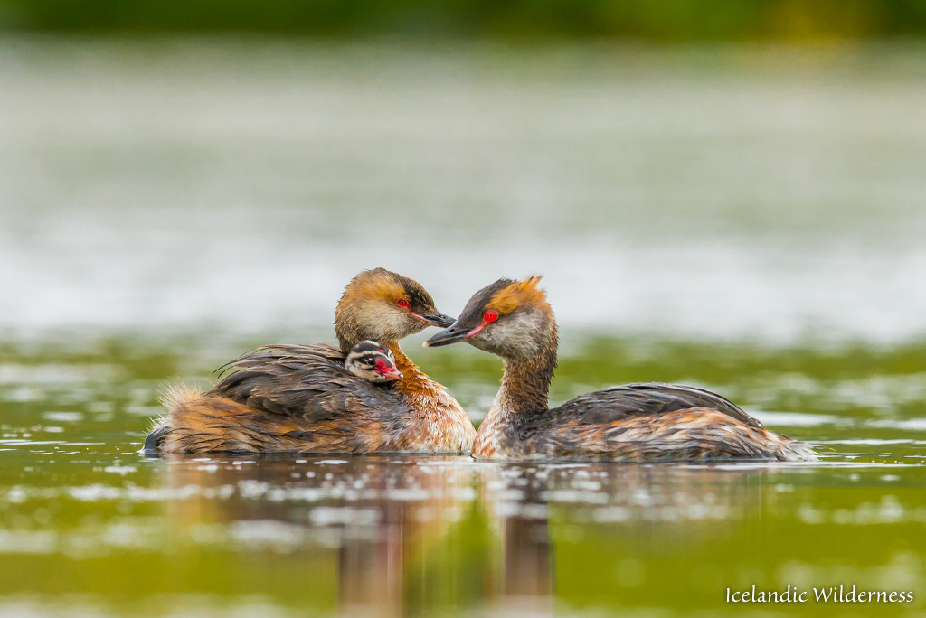 Flórgoðar (Podiceps auritus)