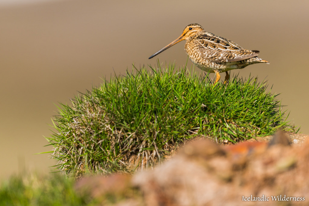 Hrossagaukur (Gallinago gallinago)