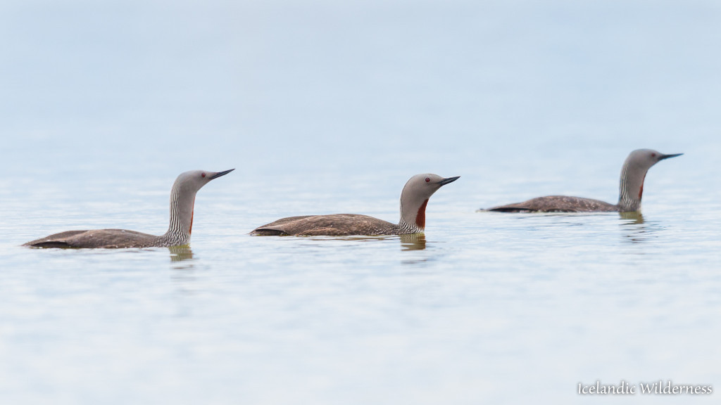Lómur (Gavia stellata)