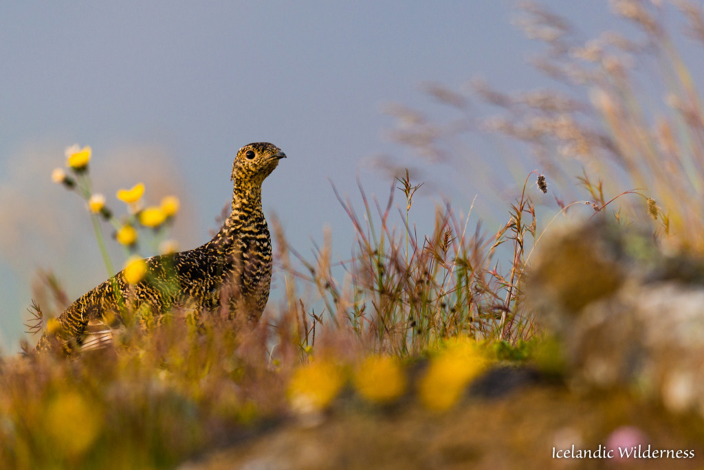 Rjúpa (Lagopus muta) sumar