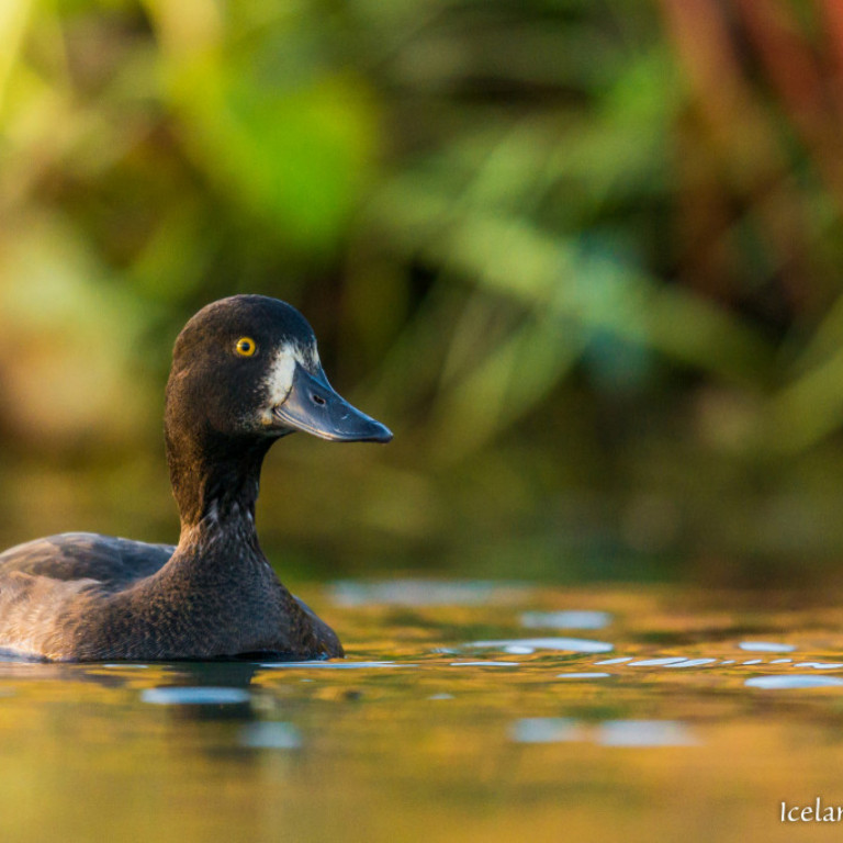 Duggönd í Langadal