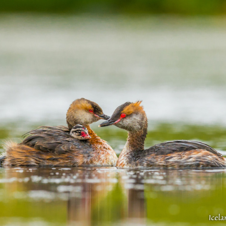 Flórgoðapar í Langadal með unga