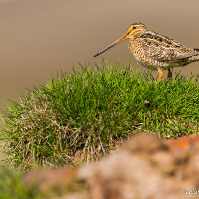 Hrossagaukur á þúfu