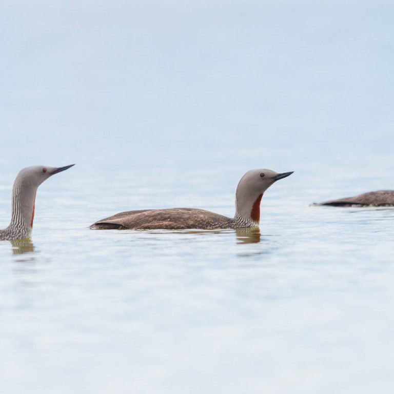 Þrír lómar á tjörn norðan við skagaströnd