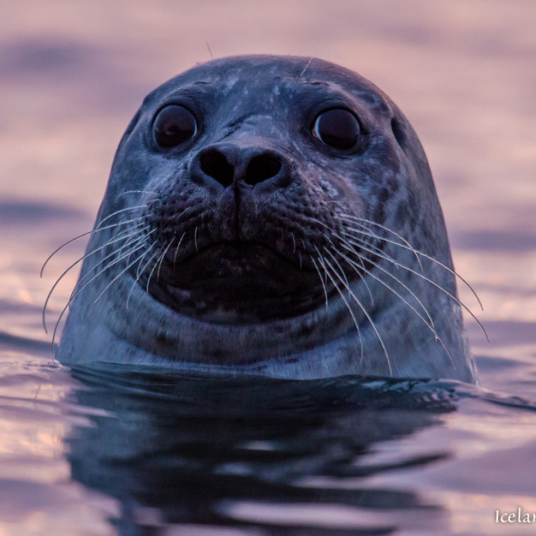 Landselur (Phoca vitulina) við Vatnsnes