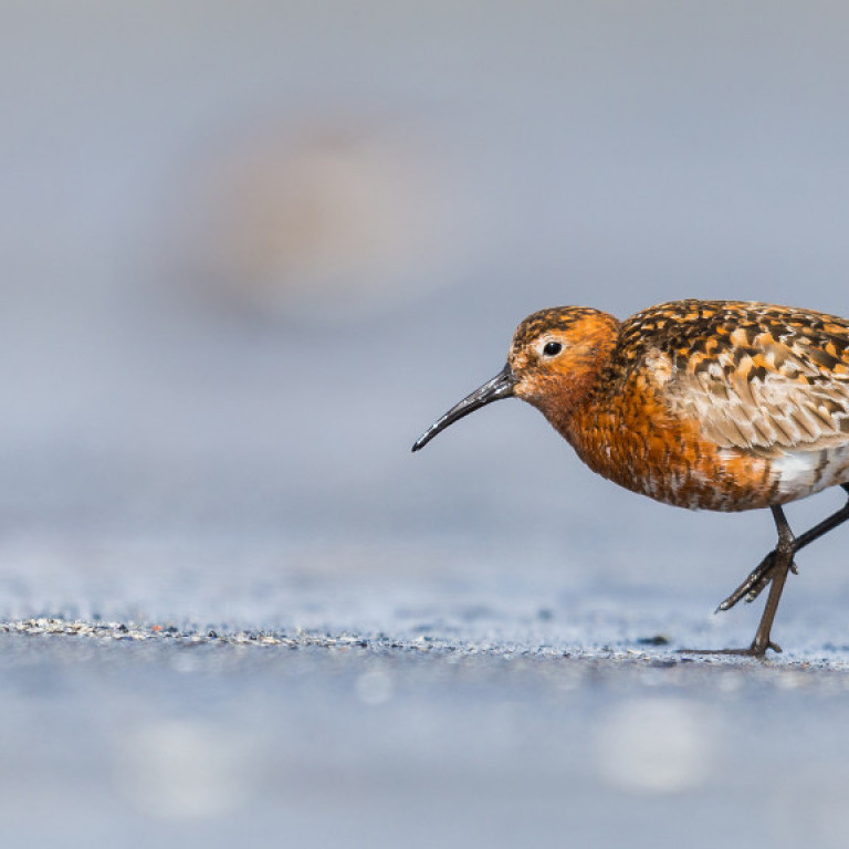 Spóatítan (Calidris ferruginea) er sjaldgæfur fugl á Íslandi.