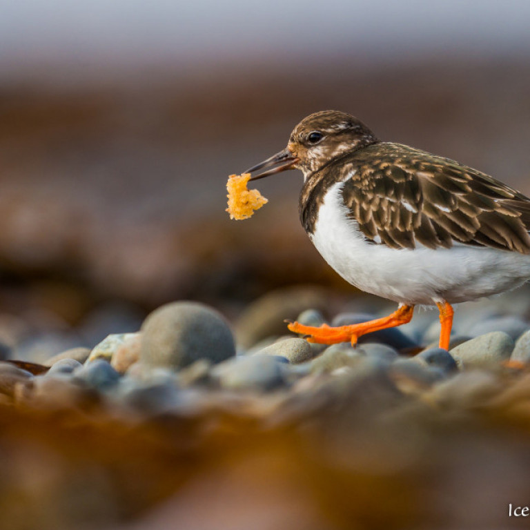Tildra með hluta af eggjaklasa í gogginum