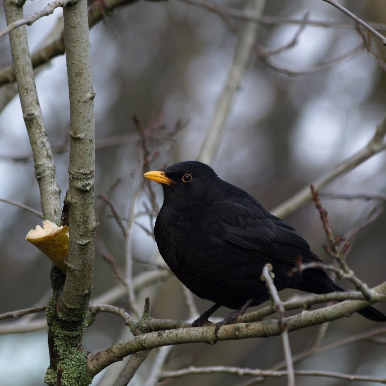 Svartþröstur, karlfugl, situr á trjágrein