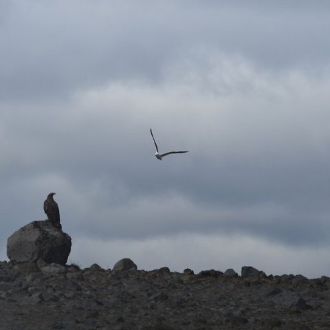 Svartbakur að atast í haferni á Hofsafrétti.