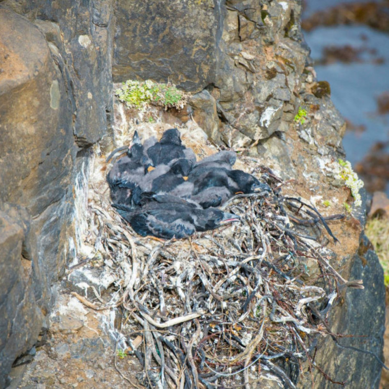 Hrafnsungar í hreiðri