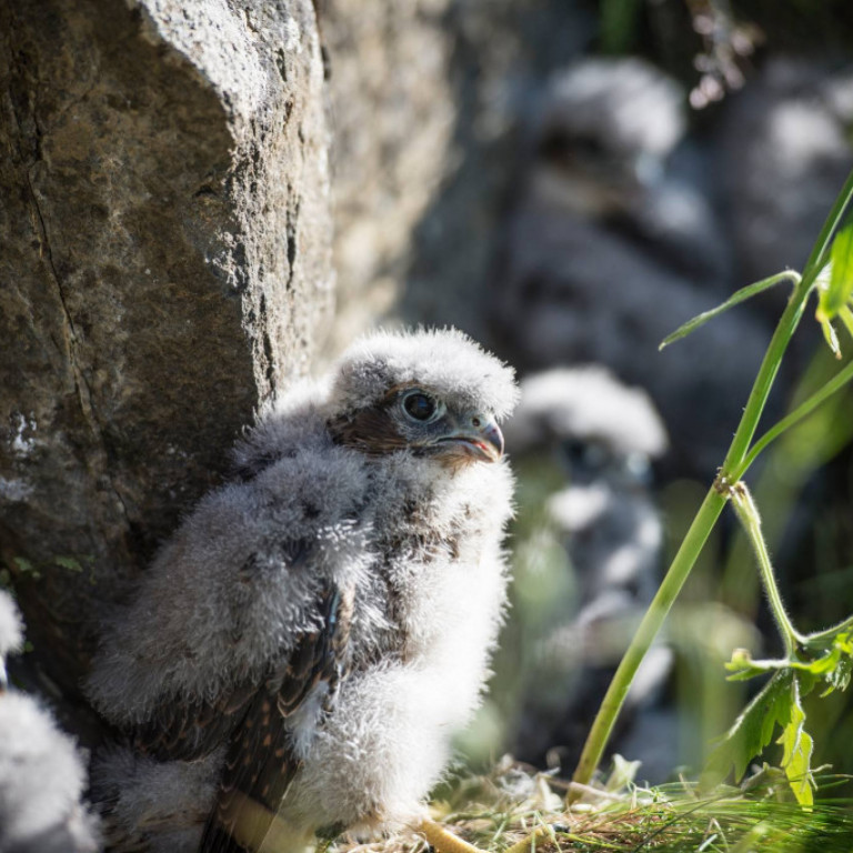Smyrilsungi í hreiðri