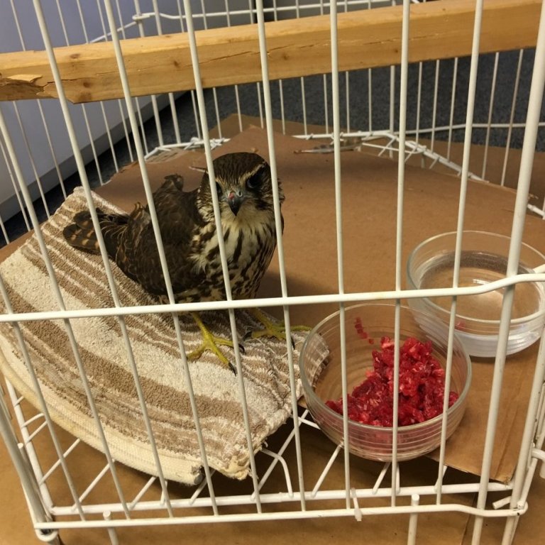 Smyrill í aðhlynningu hjá NNV