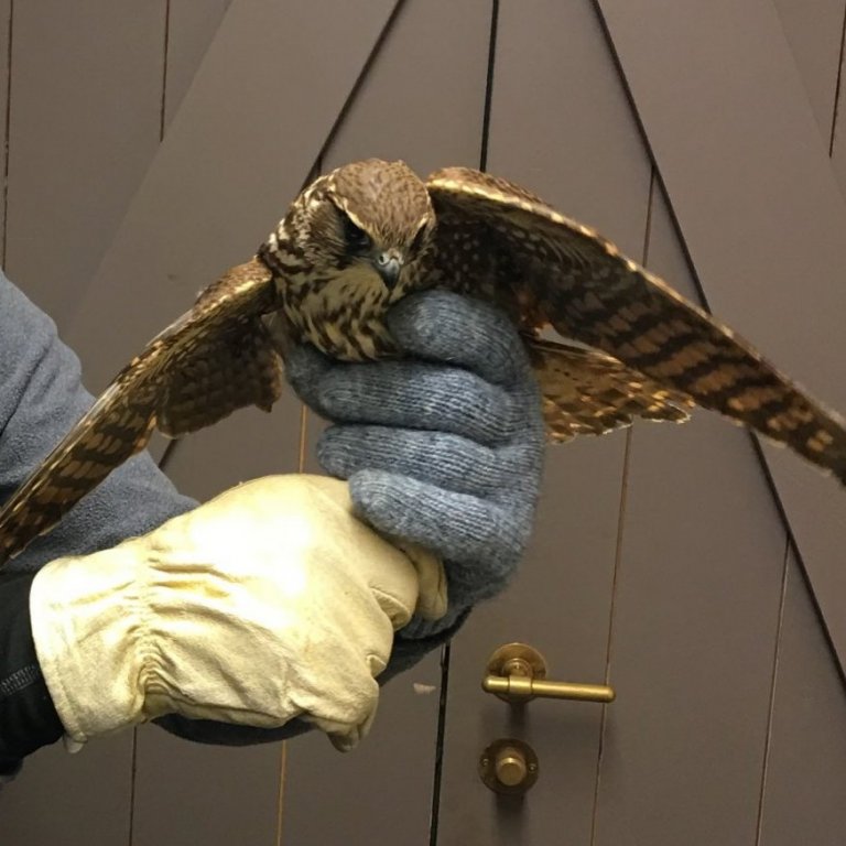 Smyrill í aðhlynningu hjá NNV