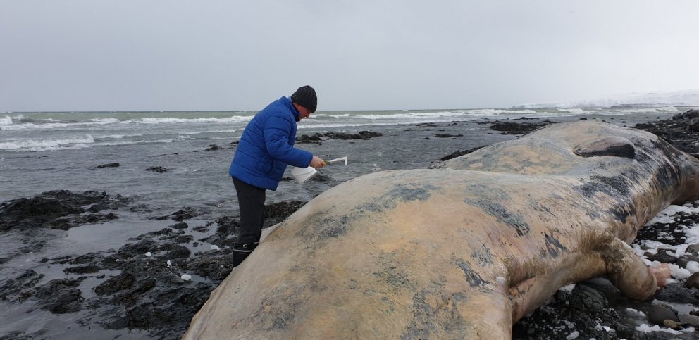 Sýni tekin úr búrhvalnum