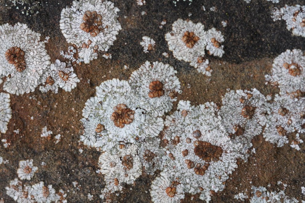 Myndin sýnir skeljaskóf, tekin af Starra Heiðmarssyni