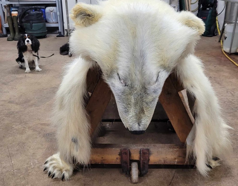 Hvalnesbirnan tilbúin að fara frá sútara til uppstopparans.