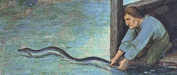 Ný vísindagrein um tegundamyndun og þróun ála við Norður Atlantshaf komin út í Molecular Ecology