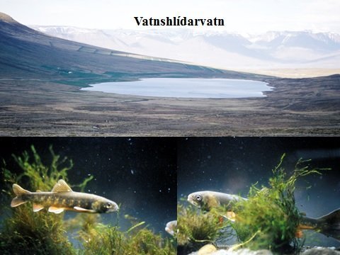 Bleikjuafbrigðin í Vatnshlíðarvatni: Mynd Bjarni Jónsson