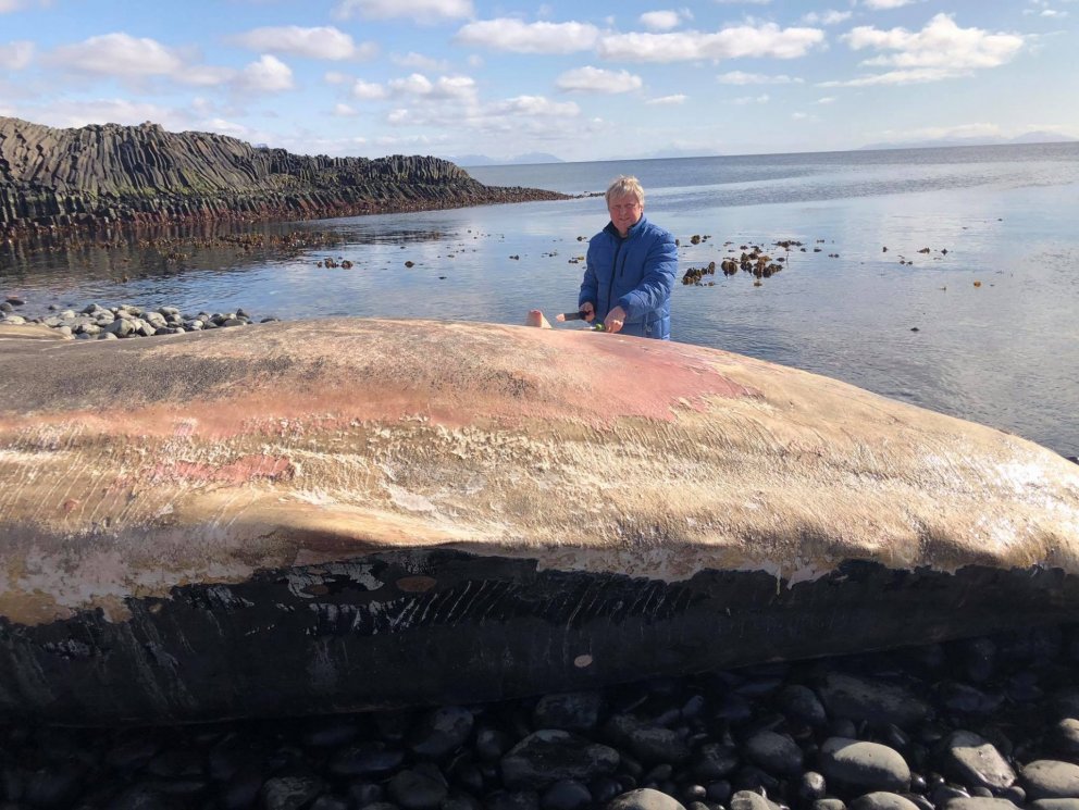Bjarni Jónsson tekur sýni úr búrhval í Kálfshamarsvík
