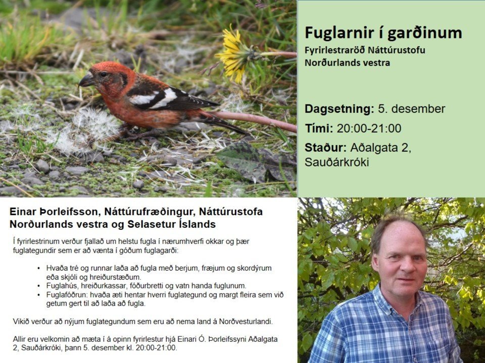 Fuglarnir í garðinum - fyrirlestur á Sauðárkróki 5. desember