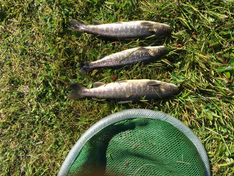 Rannsóknir í Litla Skógi og Sauðársvæðinu