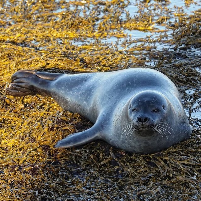 Landselur við Illugastaði. Mynd Cécile M. Chauvat.