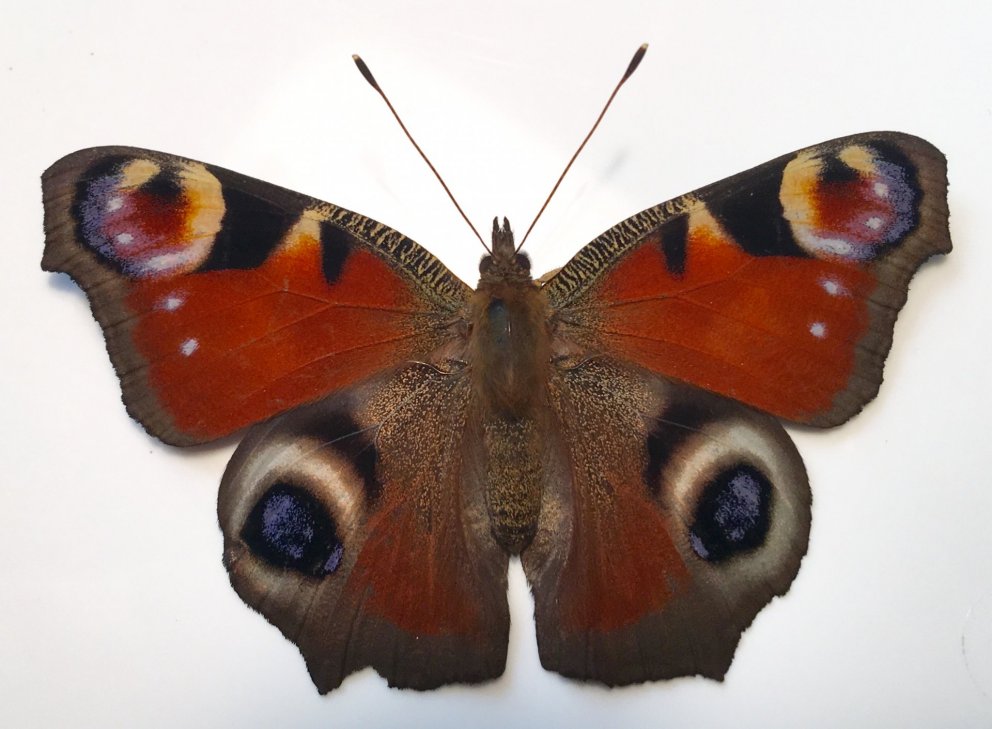 Páfuglafiðrildi sem barst frá Hollandi til Sauðárkróks