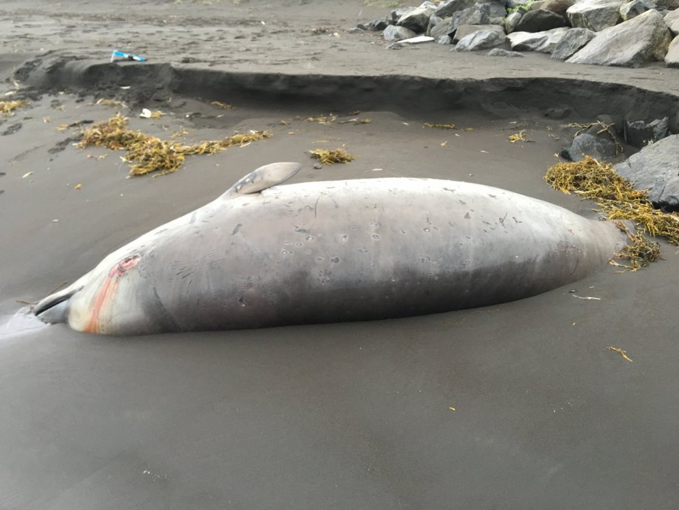 Andanefja Borgarsandi fyrir mælingar og sýnatöku