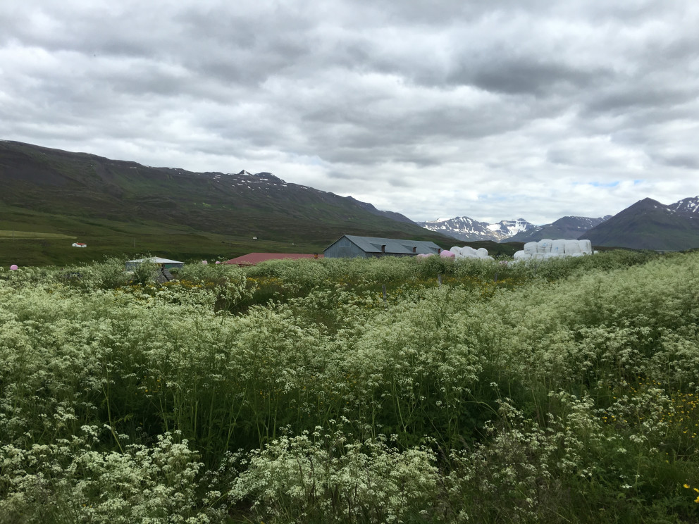 Skógarkerfill hefur lagt undir sig um 125 hektara lands í Austur-Fljótum