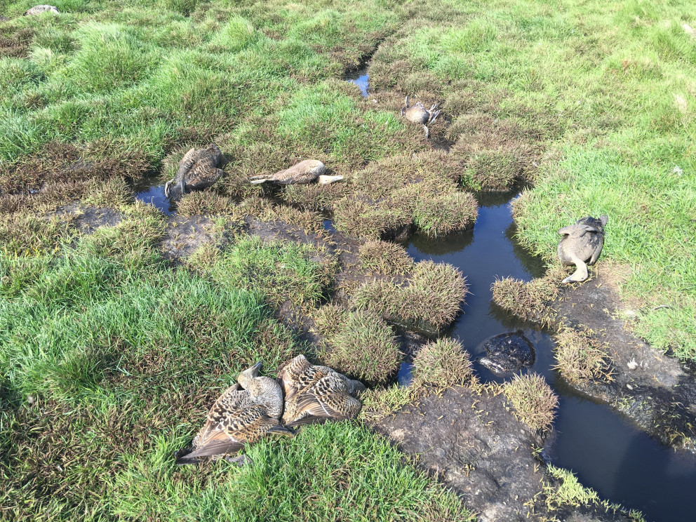 Mesti fugladauði vegna fuglakóleru við dýjakróka