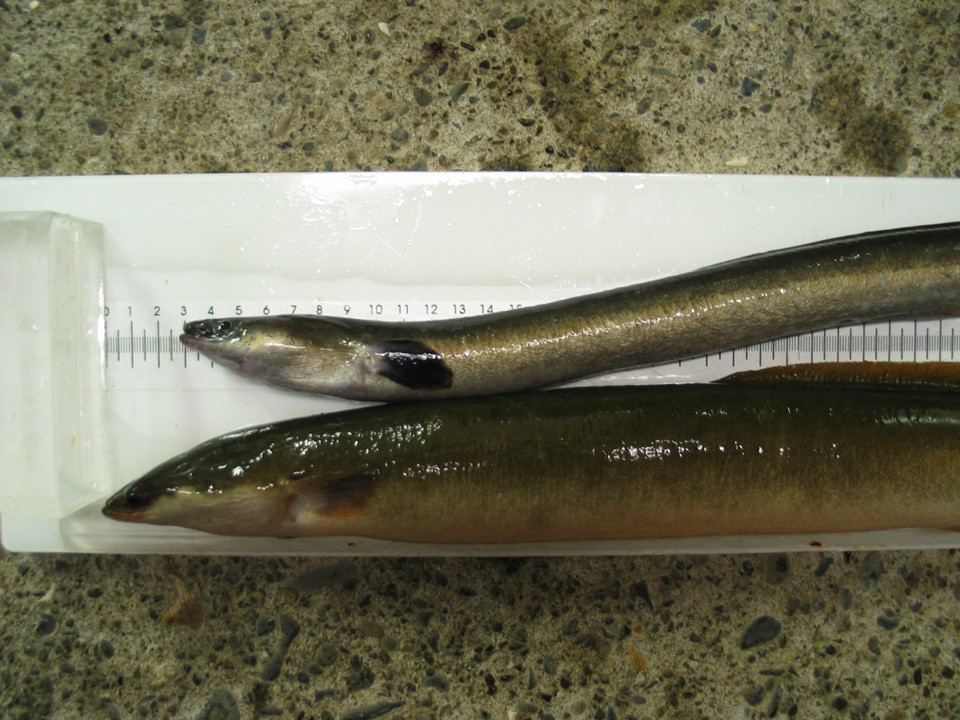 Mismunandi útlitsafbrigði ála. Mynd Bjarni Jónsson