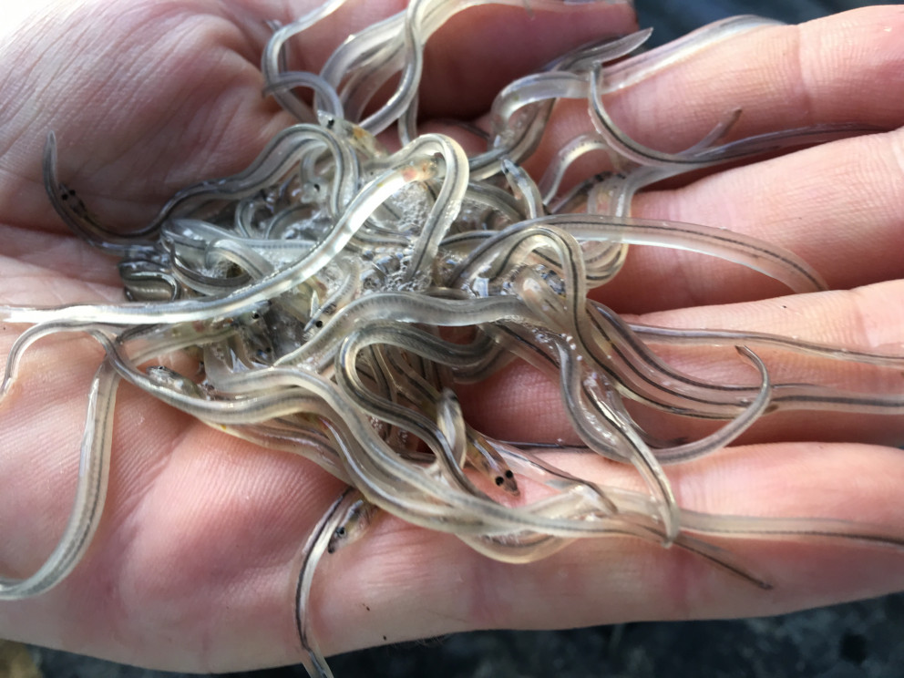 Nýgengnir glerálar. Mynd Bjarni Jónsson