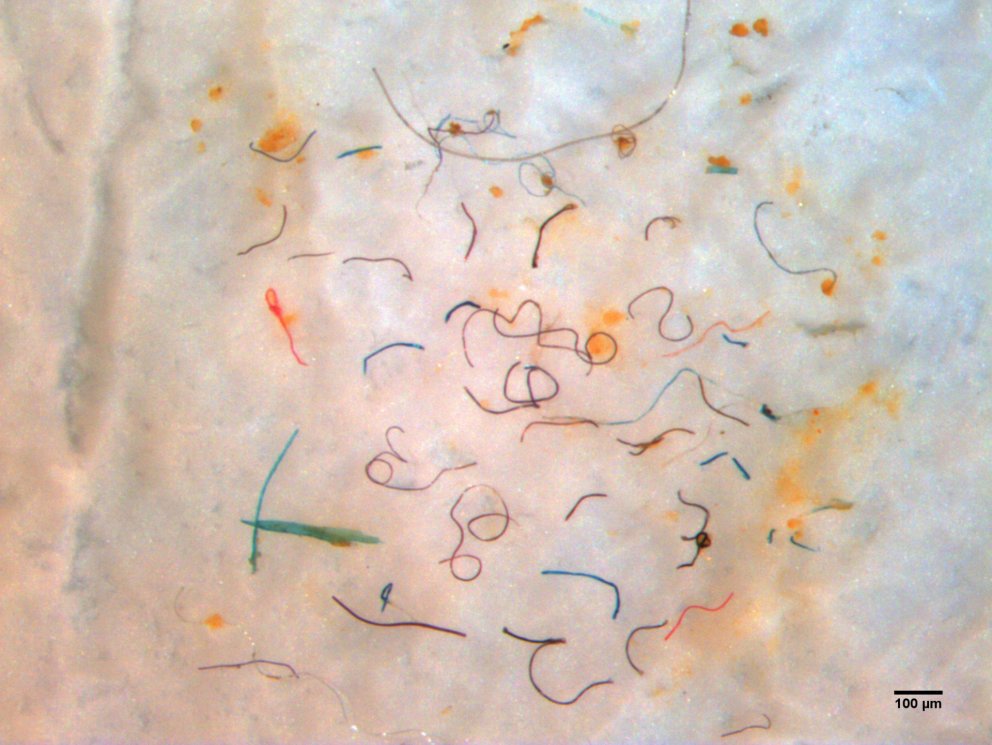 Plastþræðir úr háfsýnum í Húnaflóa