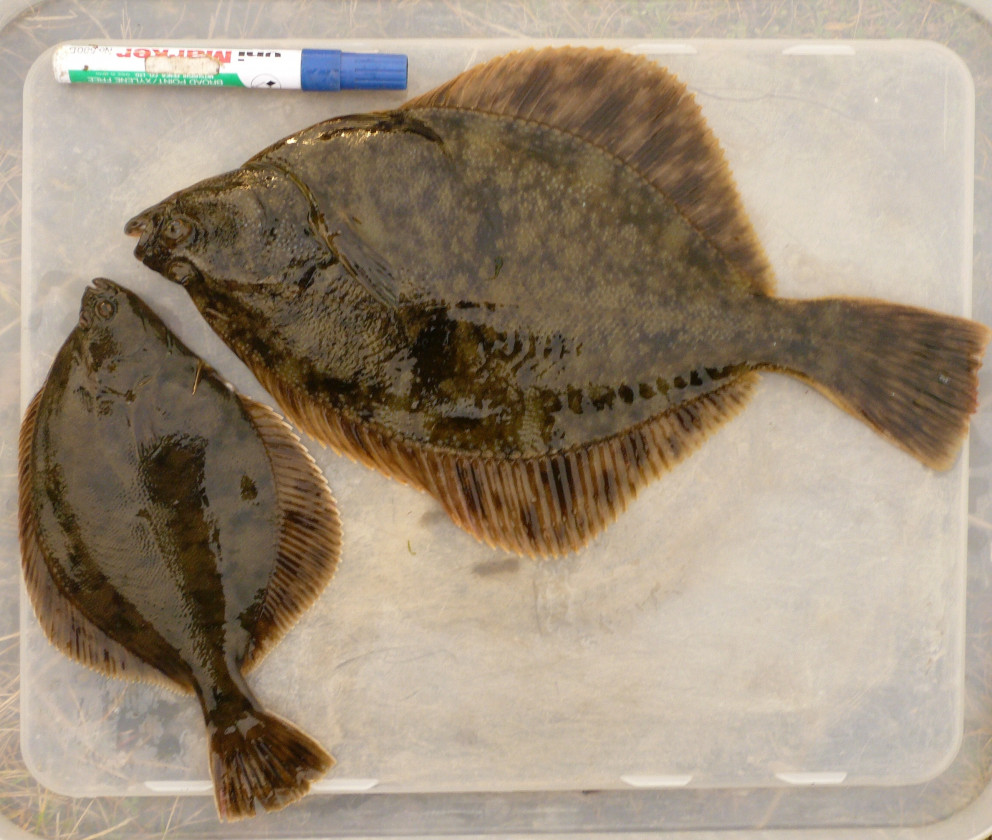 Ósakolar Platichthys flesus sem gengið hafa í ferskvatn. Mynd Bjarni Jónsson