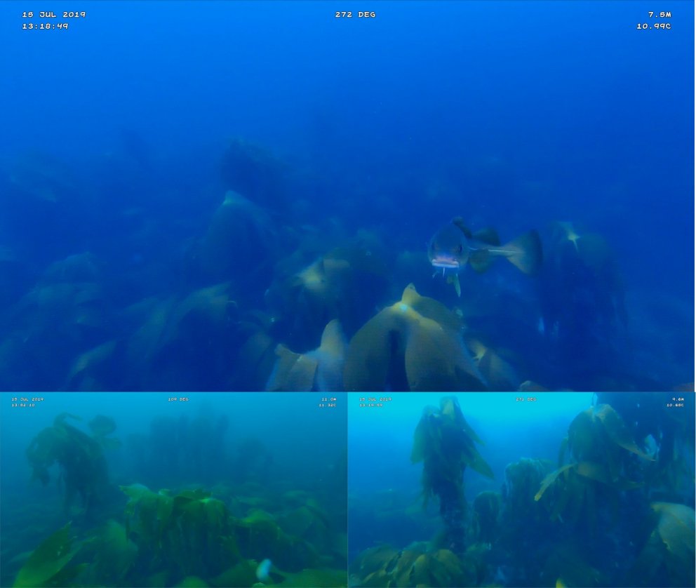 Myndir frá Hofsgrunni