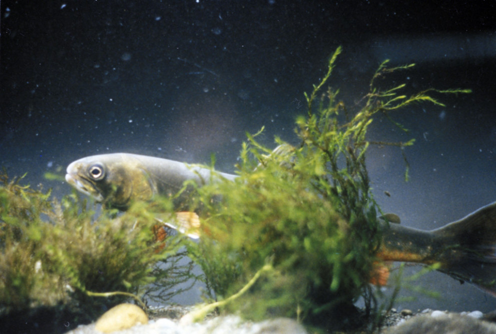 Silfraða bleikjuafbrigðið Vatnshlíðarvatni (silver form). Mynd Bjarni Jónsson