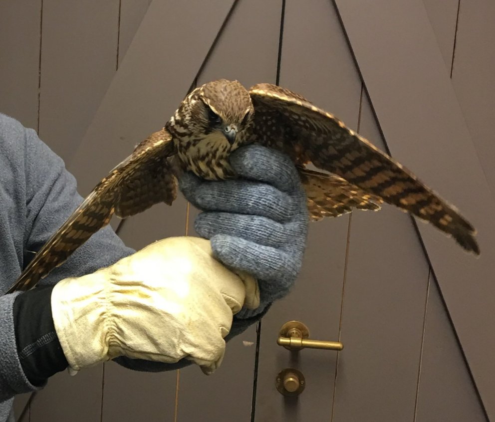 Smyrill fær bót meina sinna og safnar kröftum á Náttúrustofu NV