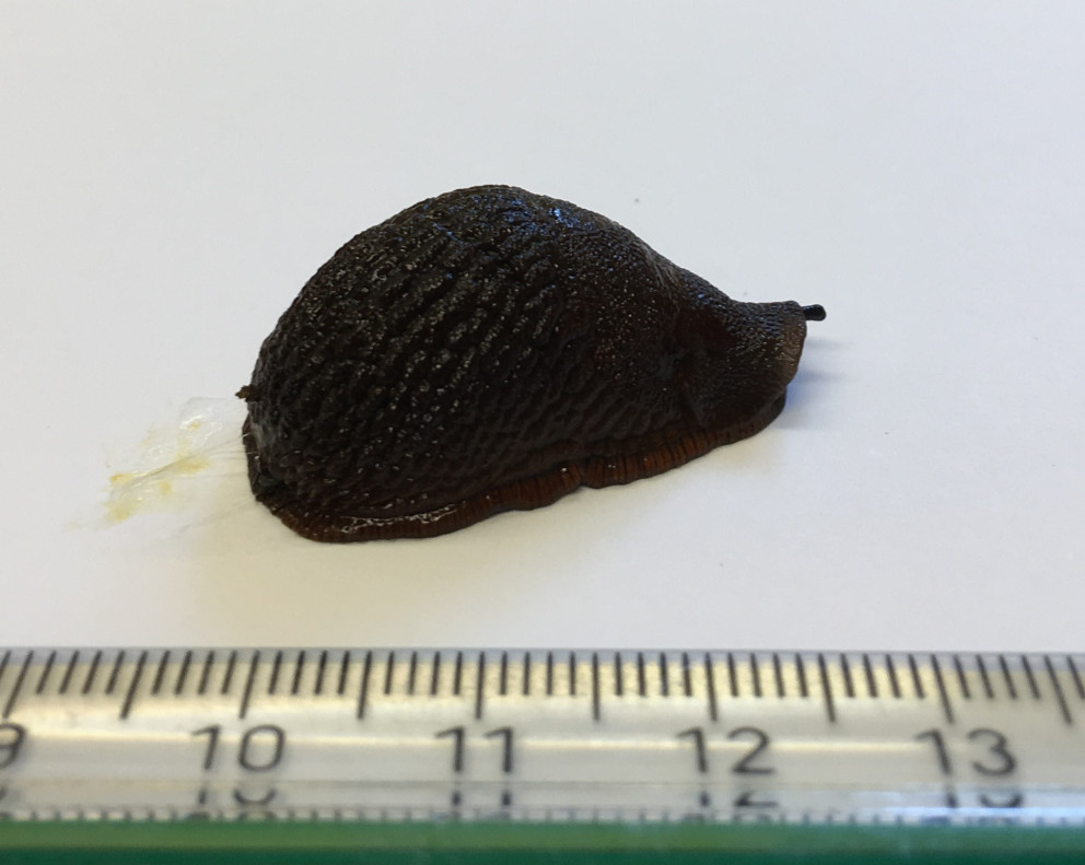 Eitt tilfelli Spánarsnigils á Sauðárkróki