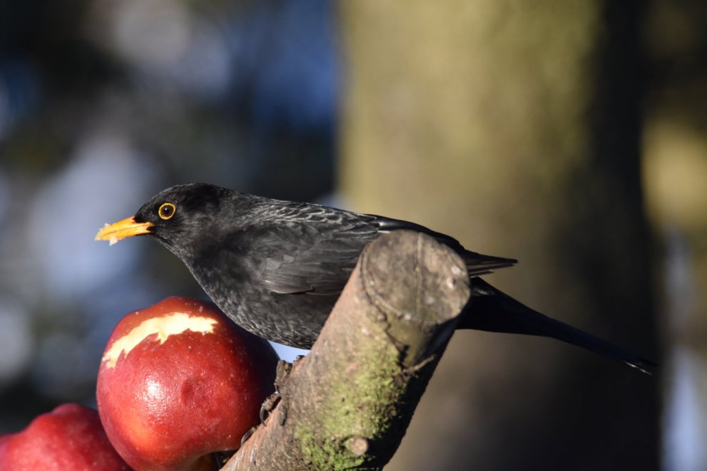 Mikið af svartþröstum barst til Norðurlands með óveðri síðustu viku. Hér má sjá karlfugl gæða sér á …