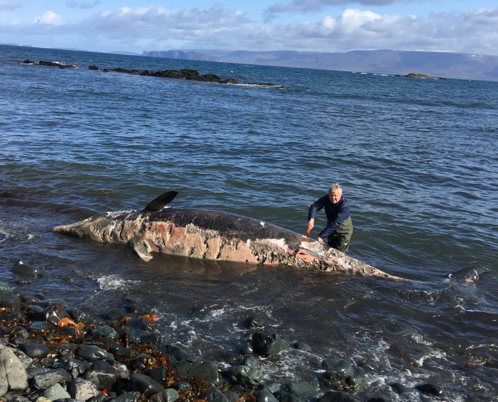 Tekin erfðasýni og vefjasýni af andanefju í fjörunni við Ytri Ingveldarstaði