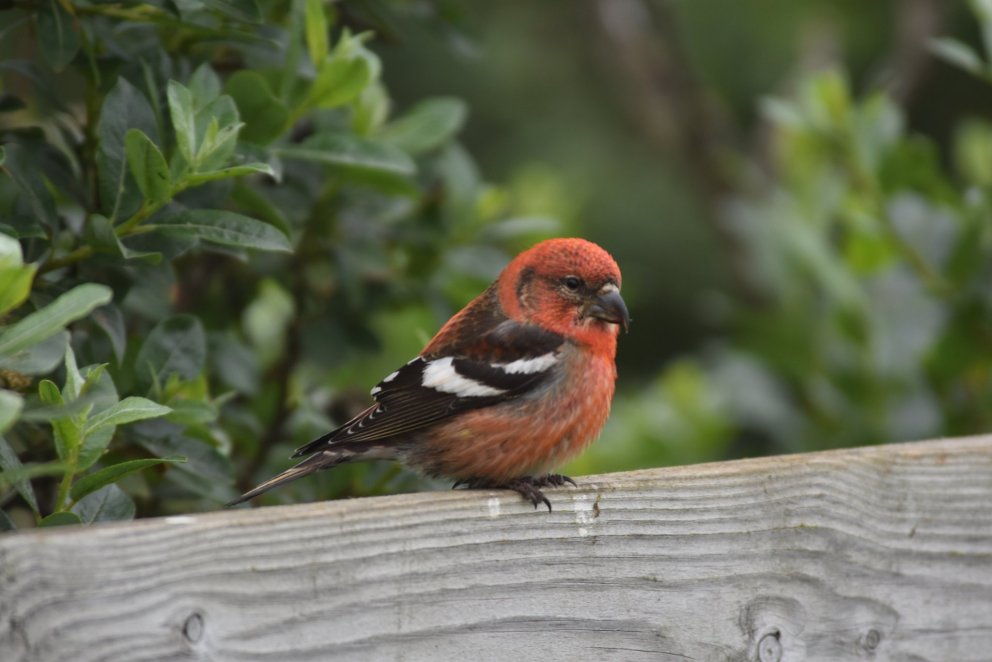 Víxlnefur. Mynd Einar Þorleifsson.