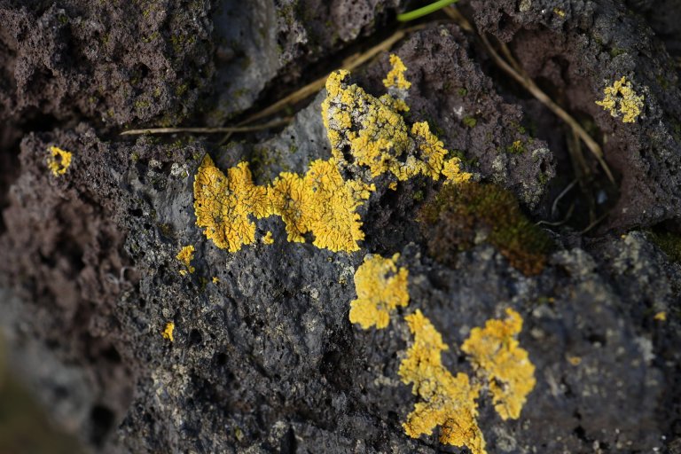 Klettaglæða (Rusavskia elegans) á hraunnibbu í Surtsey.